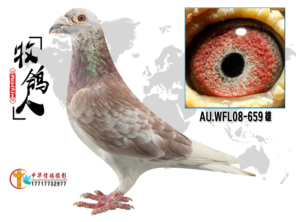 牧鸽人 - 中信网铭鸽展厅 www.ag188.com