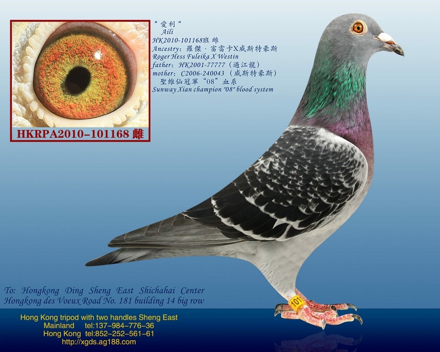 >> 查看拍卖商品