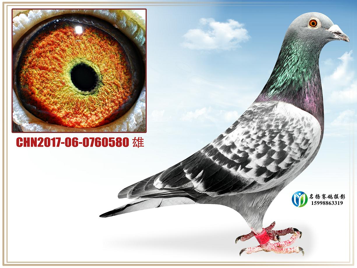 信鸽在线拍卖平台 - 中国信鸽信息网