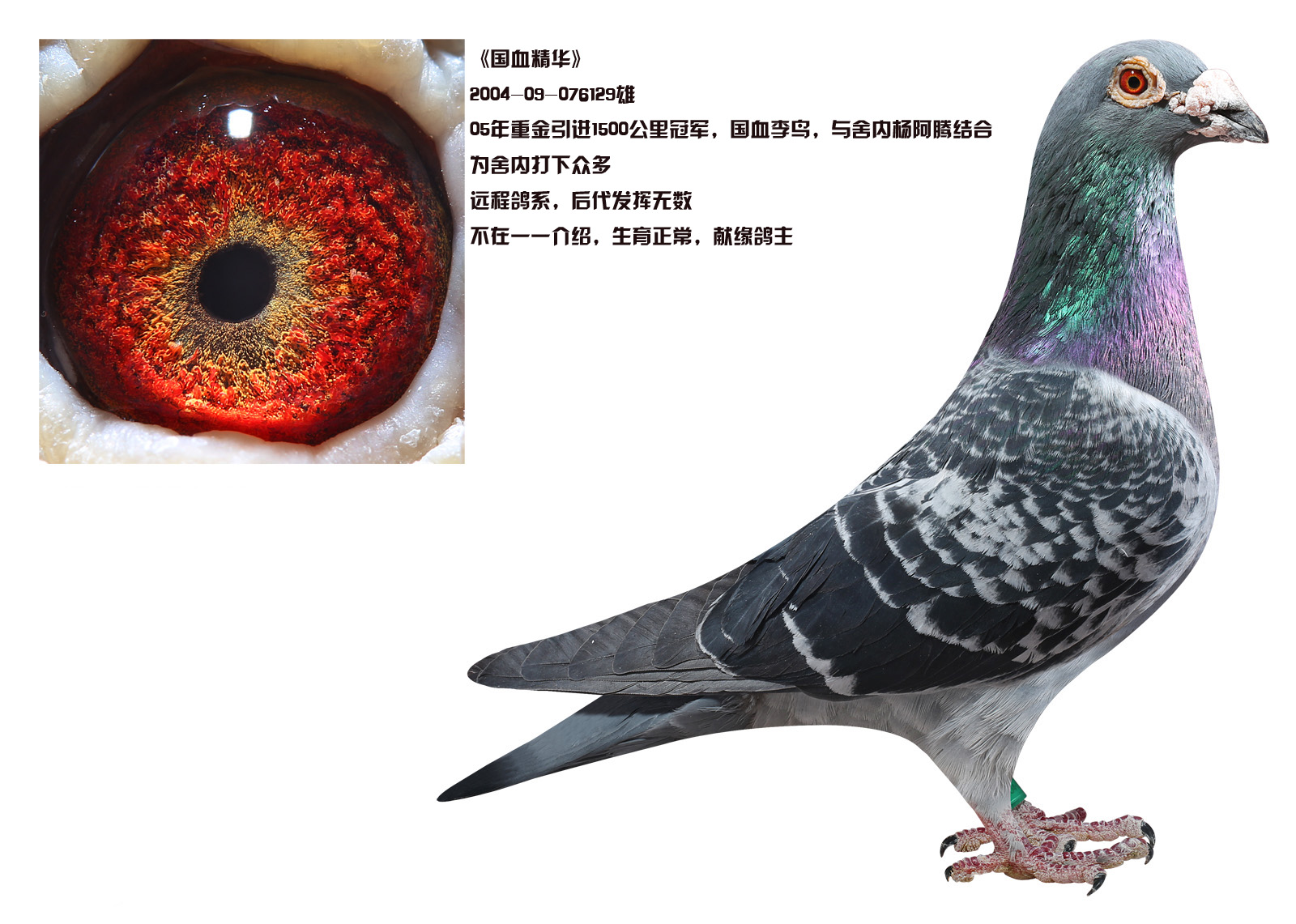 信鸽在线拍卖平台 - 中国信鸽信息网