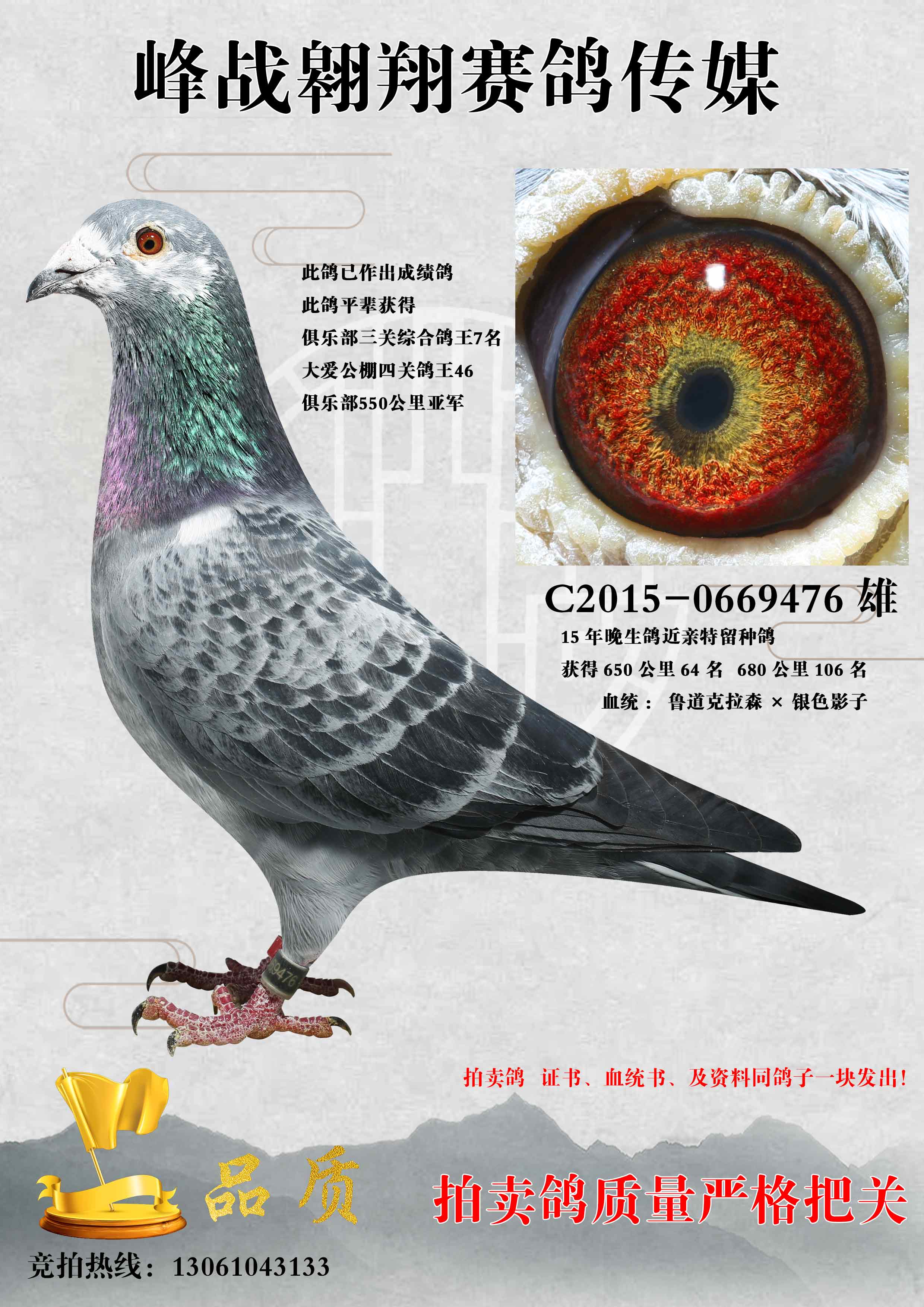 信鸽在线拍卖平台 - 中国信鸽信息网