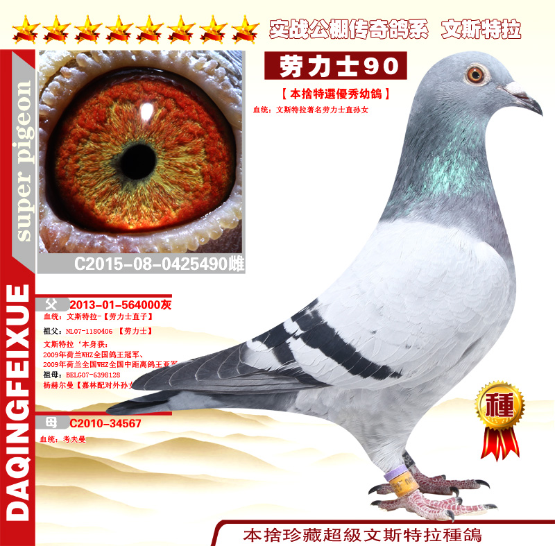 信鸽在线拍卖平台 - 中国信鸽信息网