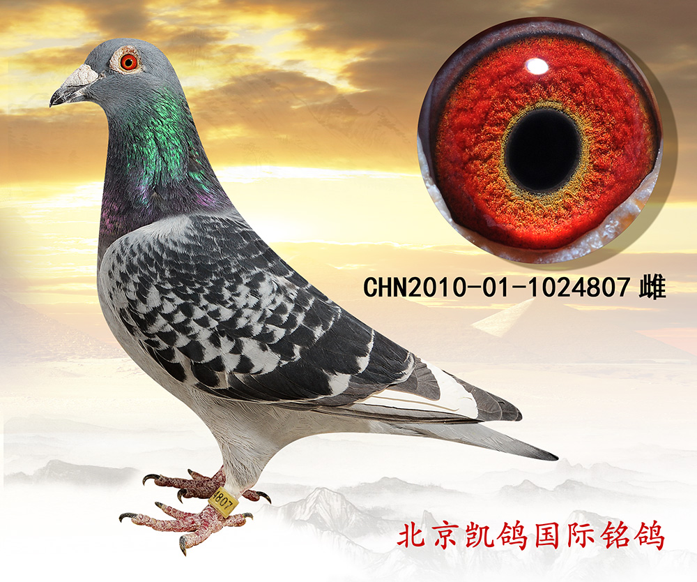 >> 查看拍卖商品