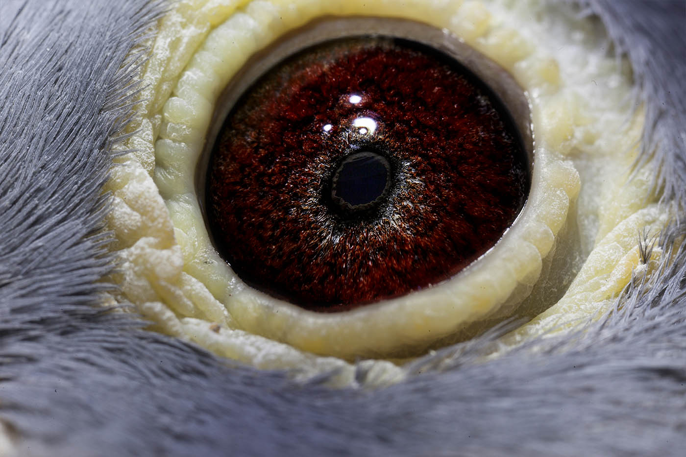 >> 查看拍卖商品