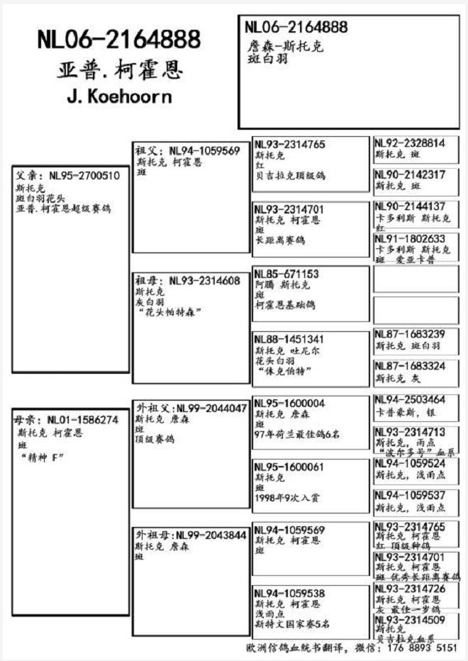 信鸽在线拍卖平台 - 中国信鸽信息网
