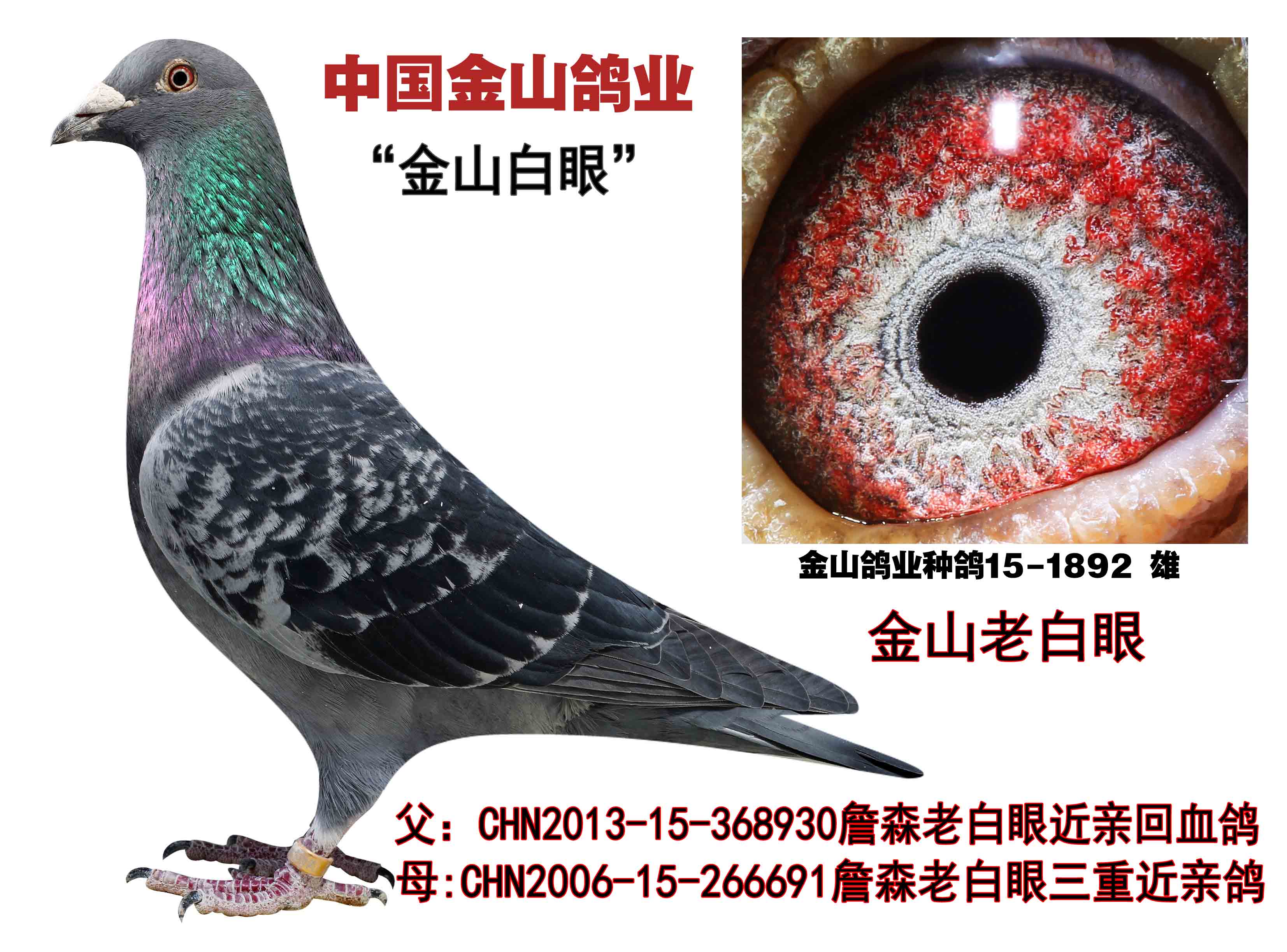 信鸽在线拍卖平台 - 中国信鸽信息网