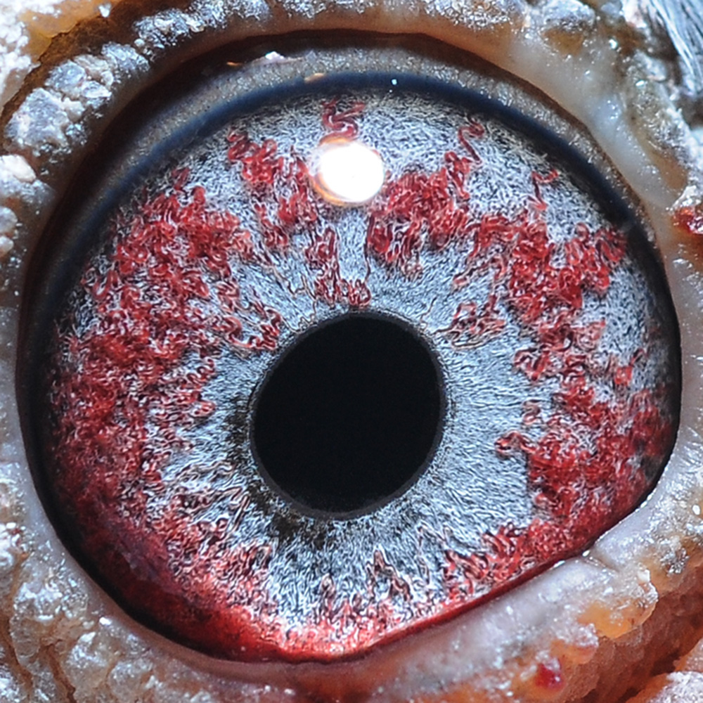 【百鸽之源 】詹森老白眼 保证金级 拍卖