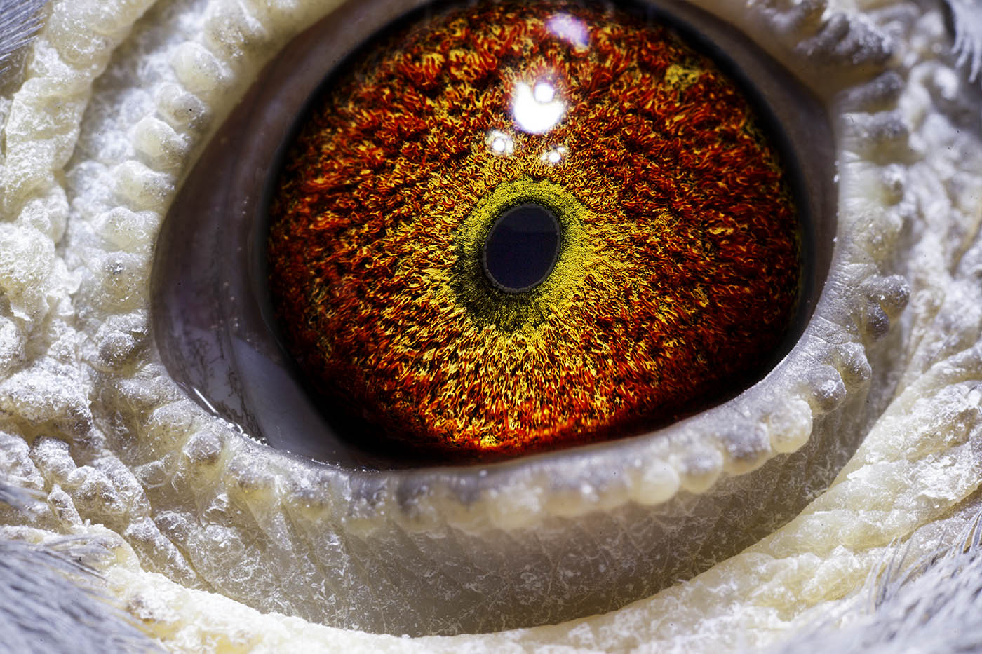 信鸽在线拍卖平台 - 中国信鸽信息网