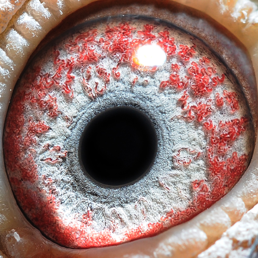 信鸽在线拍卖平台 - 中国信鸽信息网