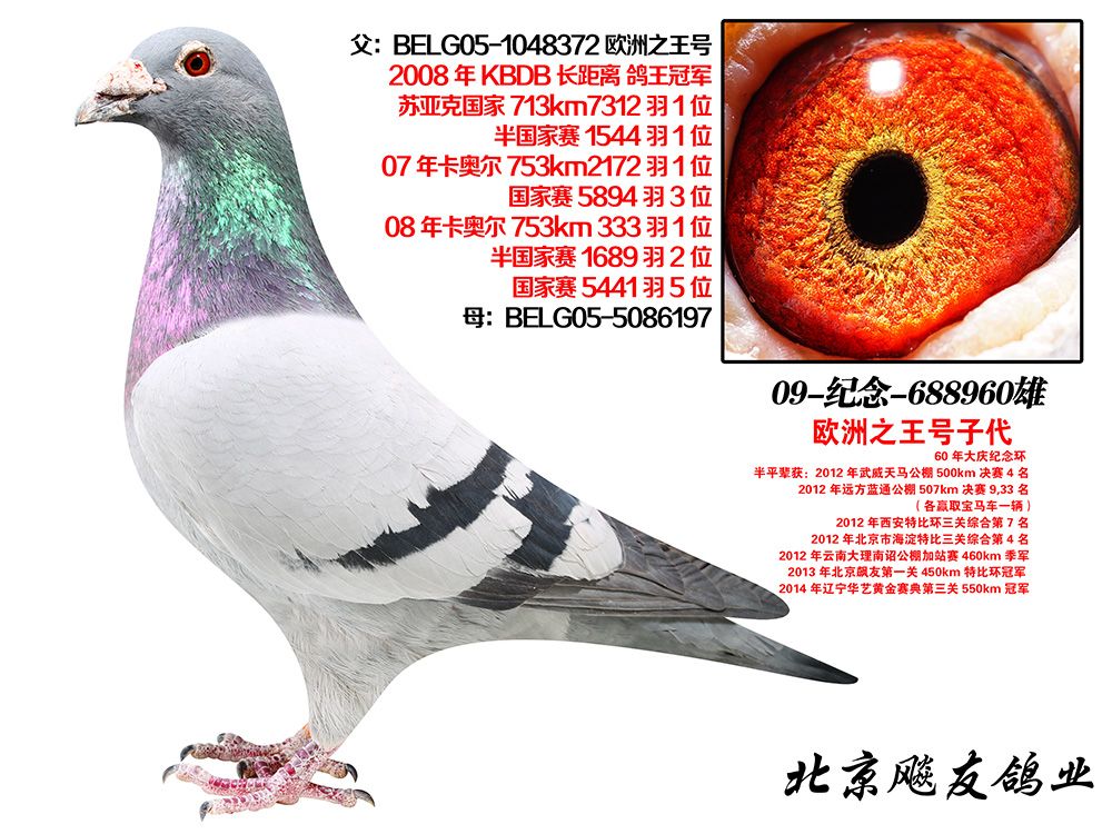 北京飚友国际铭鸽养殖中心 - 中信网铭鸽展厅 www.ag188.com