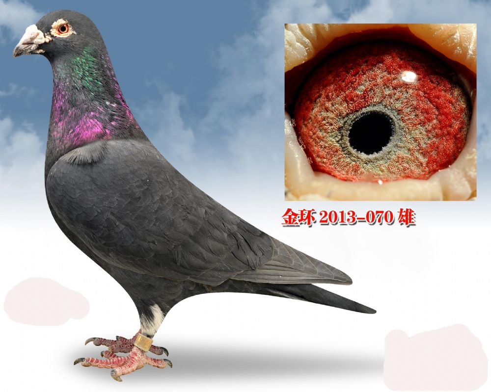 北京金鹏鸽业种鸽图片