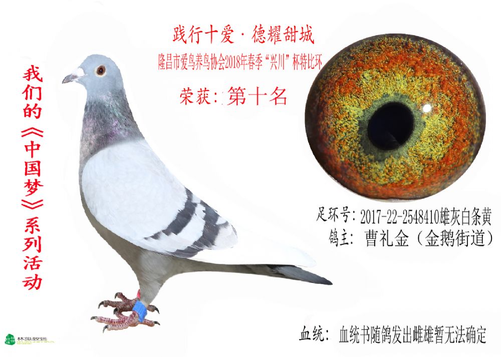 铭 鸽  新鸽上架  推荐铭鸽  定价鸽  信鸽拍卖 黄金配对   网上展厅