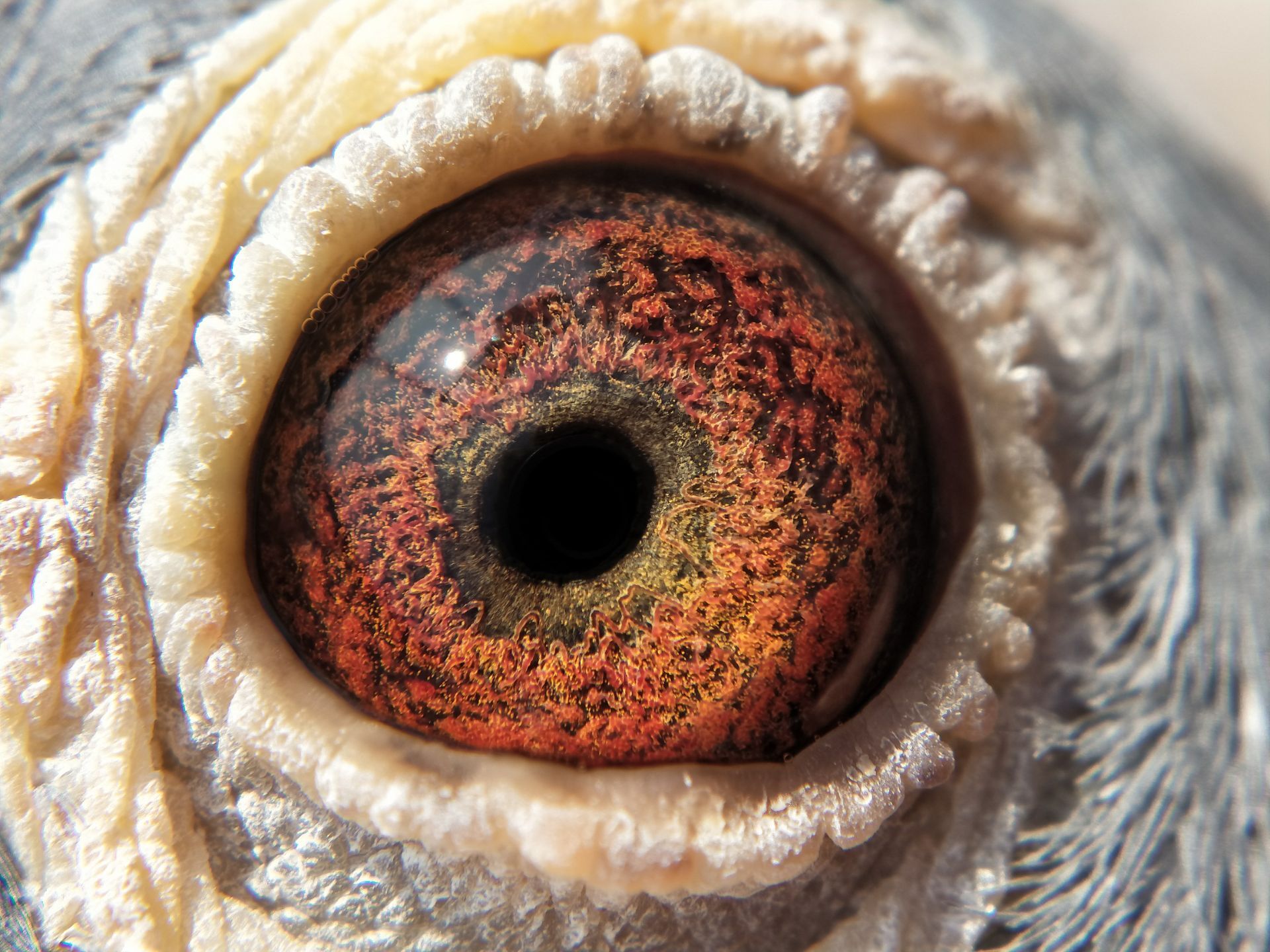 信鸽在线拍卖平台 - 中国信鸽信息网