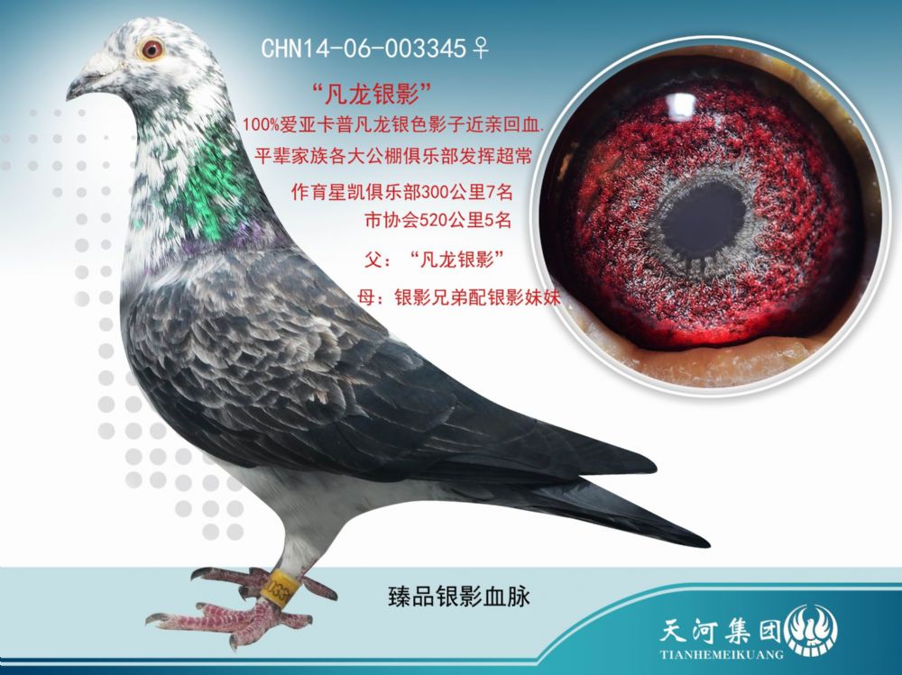 信鸽在线拍卖平台 - 中国信鸽信息网