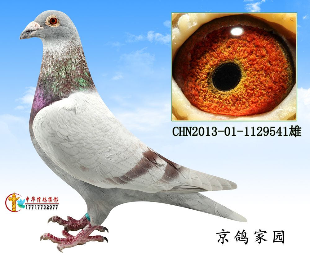 信鸽在线拍卖平台 - 中国信鸽信息网