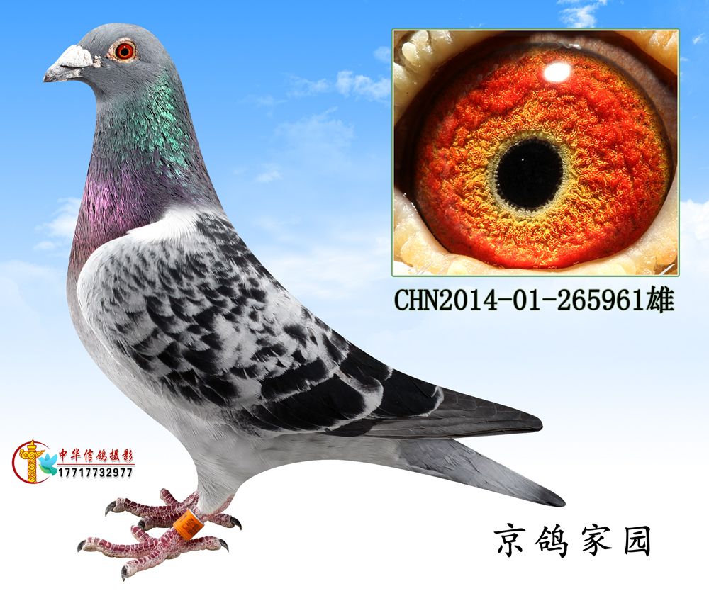 信鸽在线拍卖平台 - 中国信鸽信息网