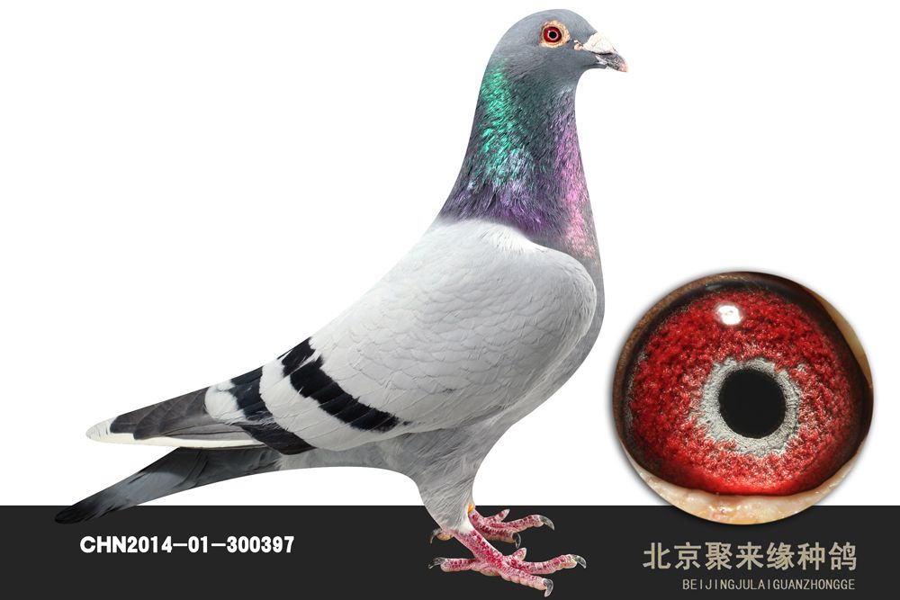 信鸽在线拍卖平台 - 中国信鸽信息网