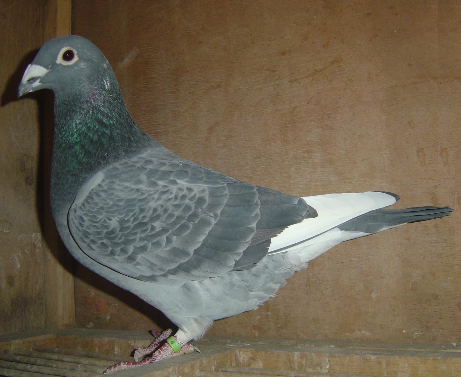 >> 查看拍卖商品