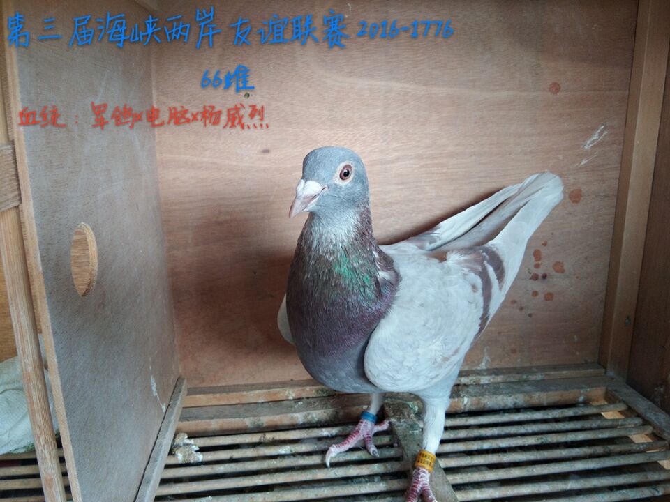 母(祖父血统为军鸽)