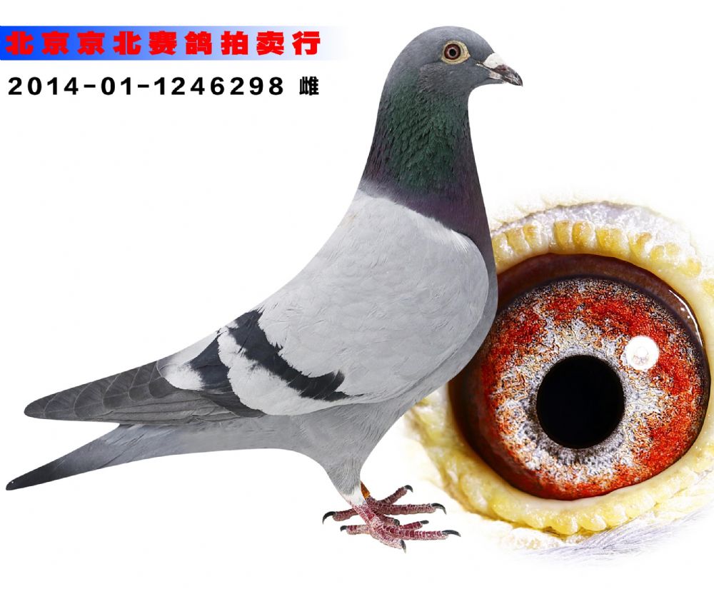 信鸽在线拍卖平台 - 中国信鸽信息网