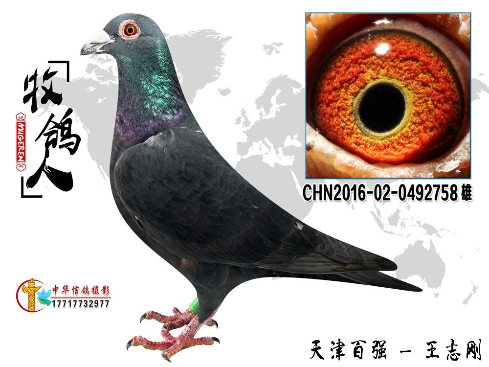 信鸽在线拍卖平台 - 中国信鸽信息网