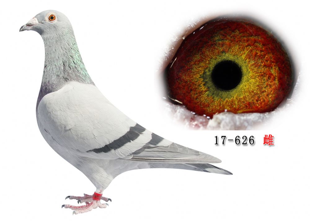 >> 查看拍卖商品