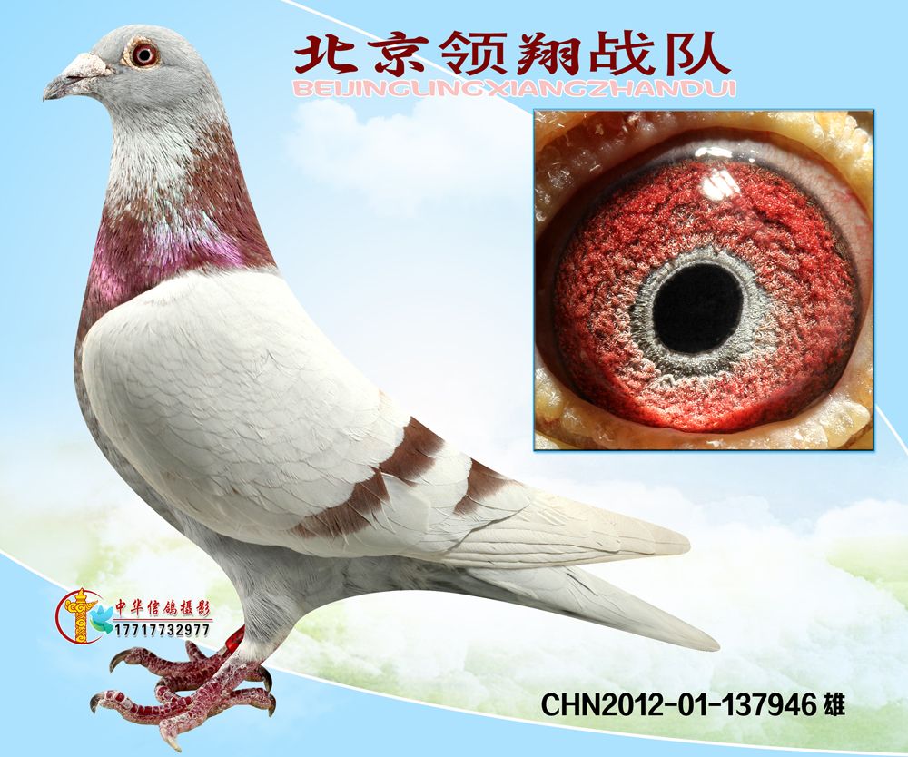 >> 查看拍卖商品