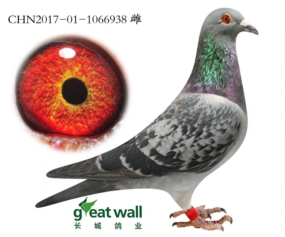 信鸽在线拍卖平台 - 中国信鸽信息网