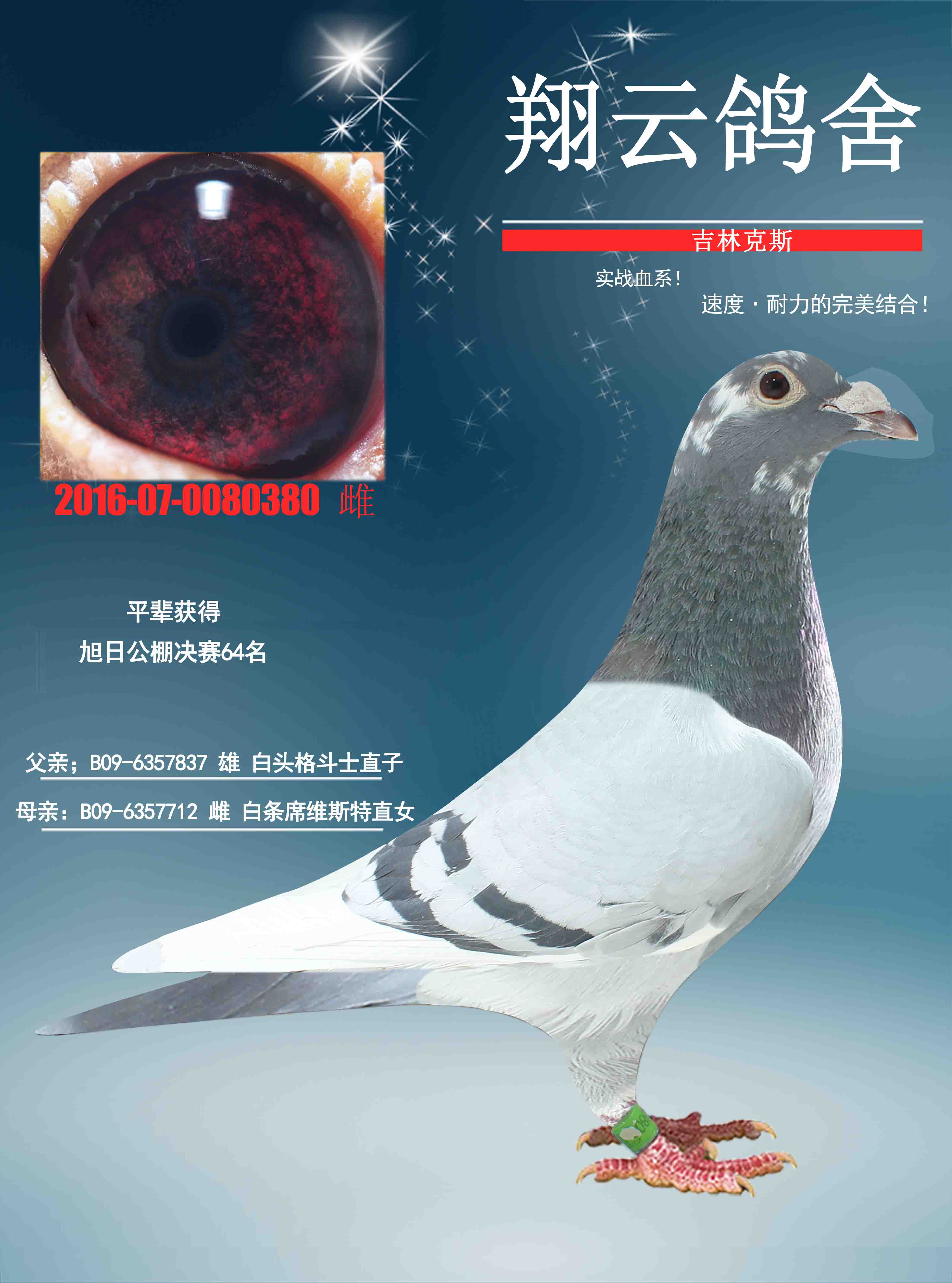 铭 鸽  新鸽上架  推荐铭鸽  定价鸽  信鸽拍卖 黄金配对   网上展 