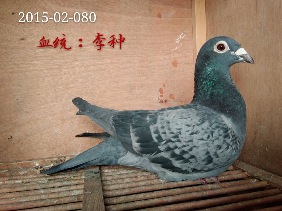 信鸽在线拍卖平台 - 中国信鸽信息网