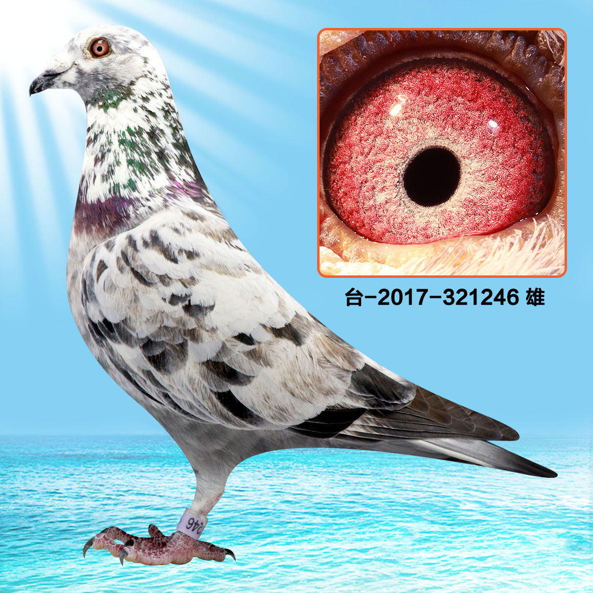 信鸽拍卖首页 拍卖专题 >> 查看拍卖商品 运输及特别提示 运输费用:与