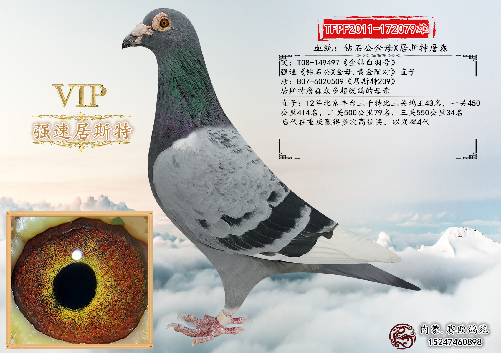 信鸽在线拍卖平台 - 中国信鸽信息网