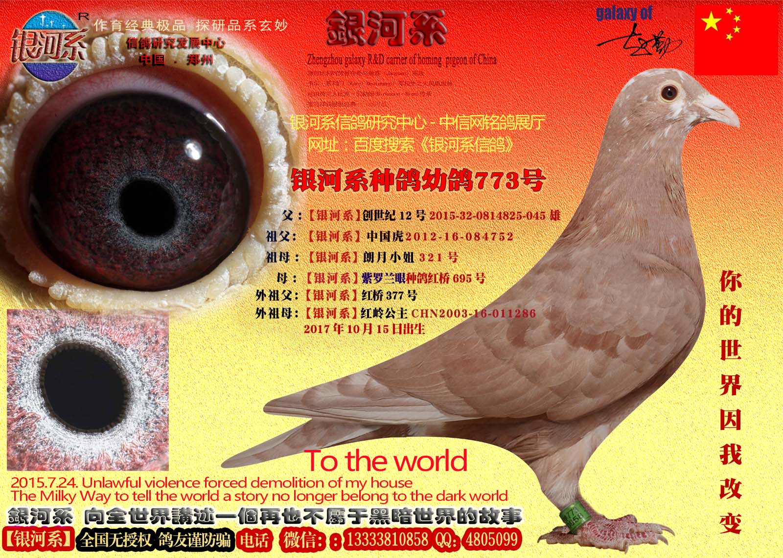 信鸽在线拍卖平台 - 中国信鸽信息网