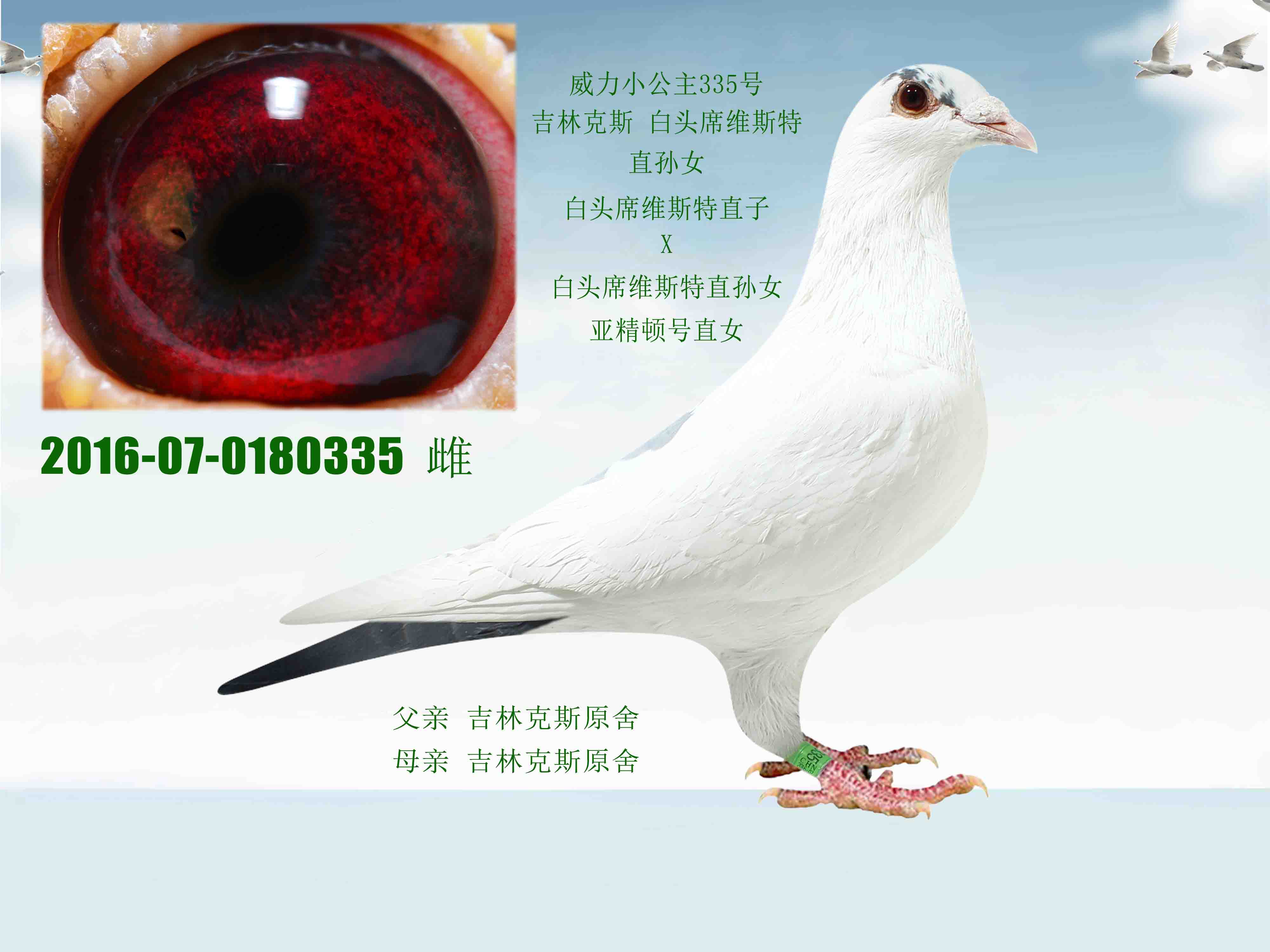 信鸽在线拍卖平台 - 中国信鸽信息网