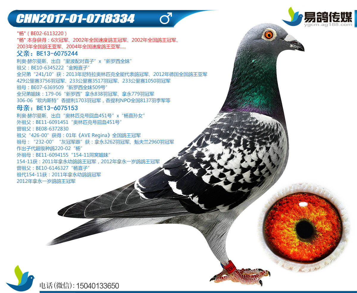 利奥-杨先生334-信鸽在线拍卖平台-中国信鸽信息网