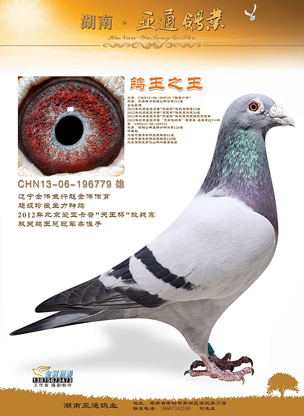 信鸽在线拍卖平台 - 中国信鸽信息网