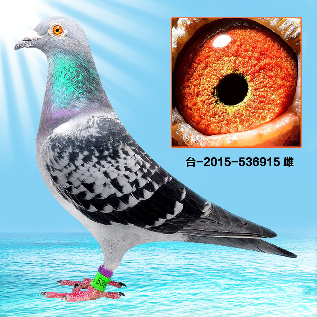 >> 查看拍卖商品