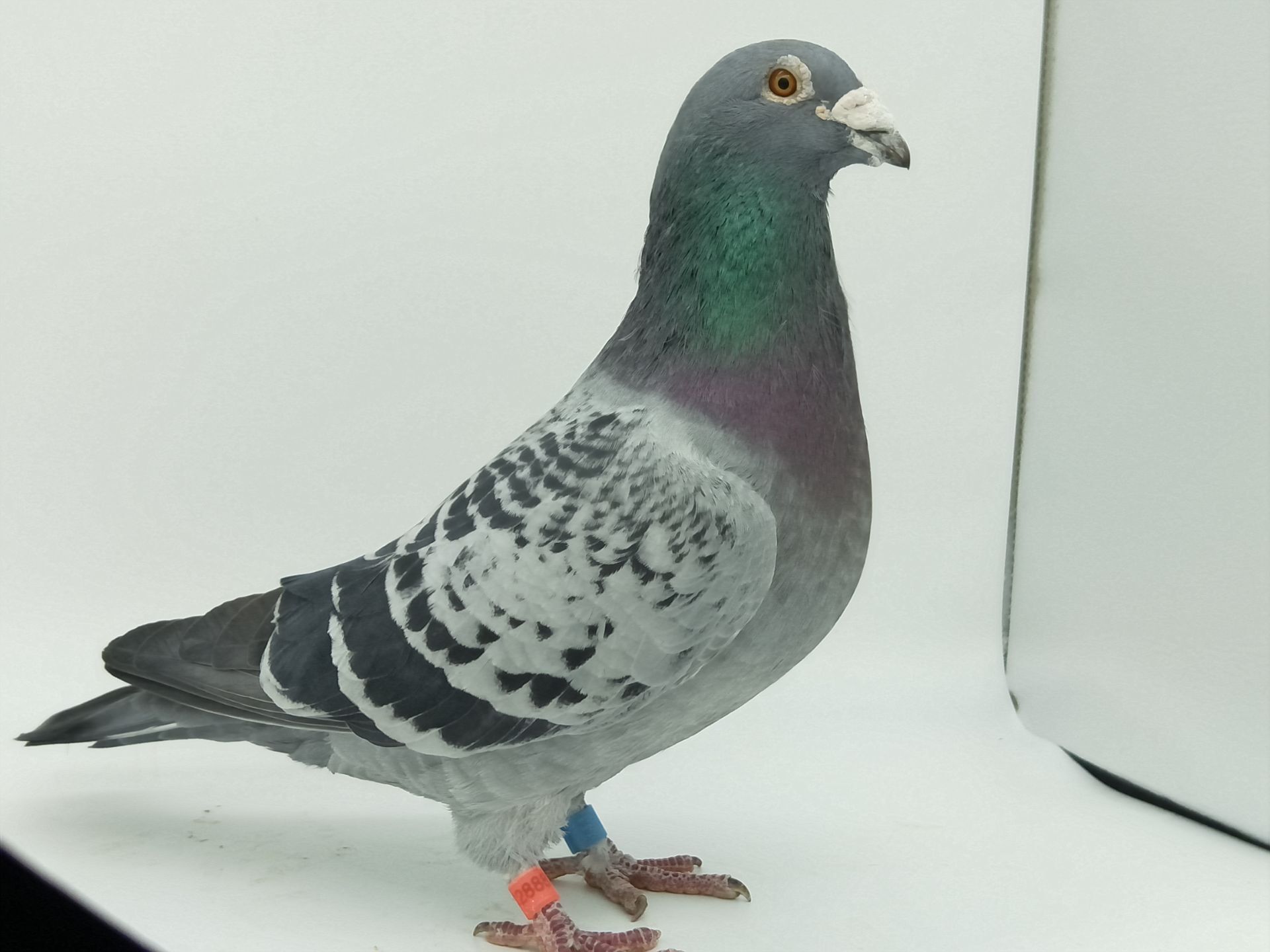 信鸽在线拍卖平台 - 中国信鸽信息网