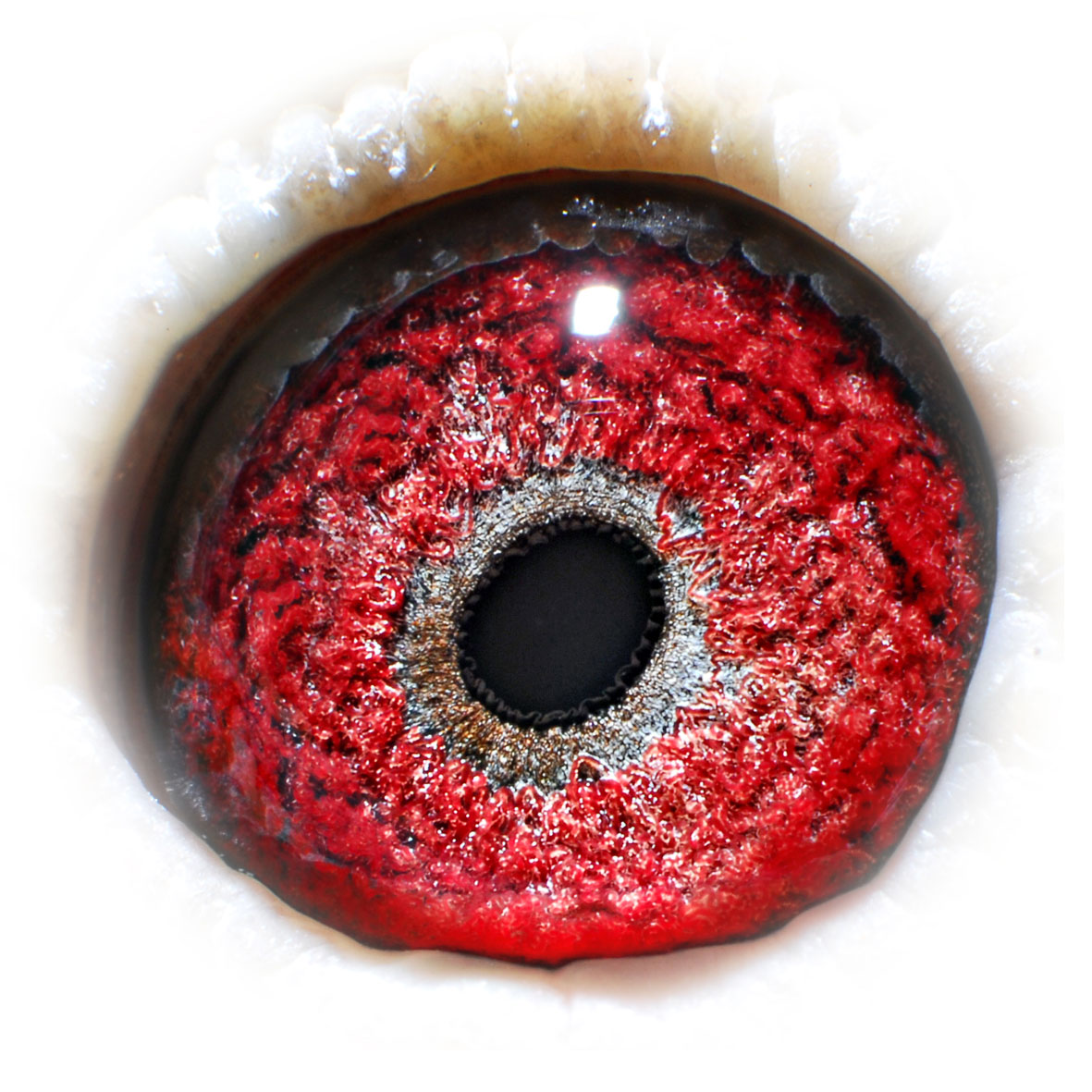 >> 查看拍卖商品