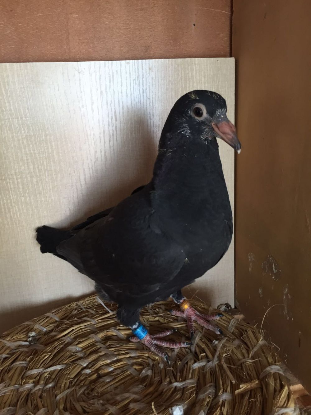 信鸽拍卖首页 拍卖专题 >> 查看拍卖商品 运输及特别提示 运输费用:与