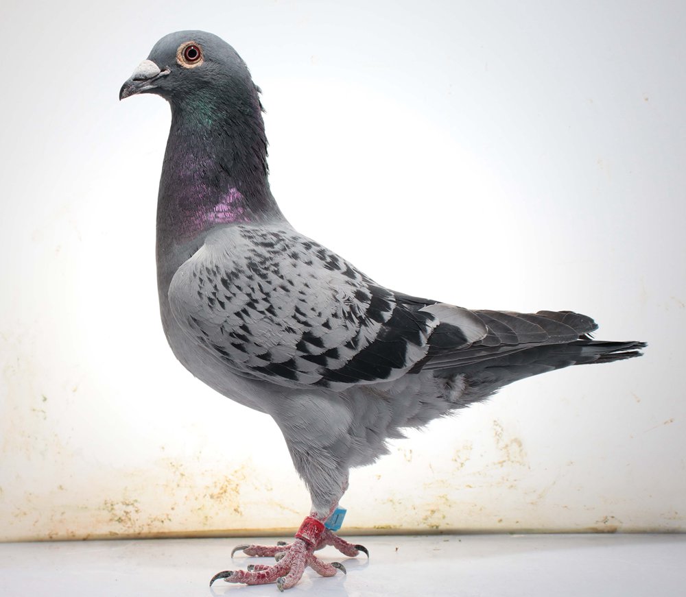 点击查看此商品大图片