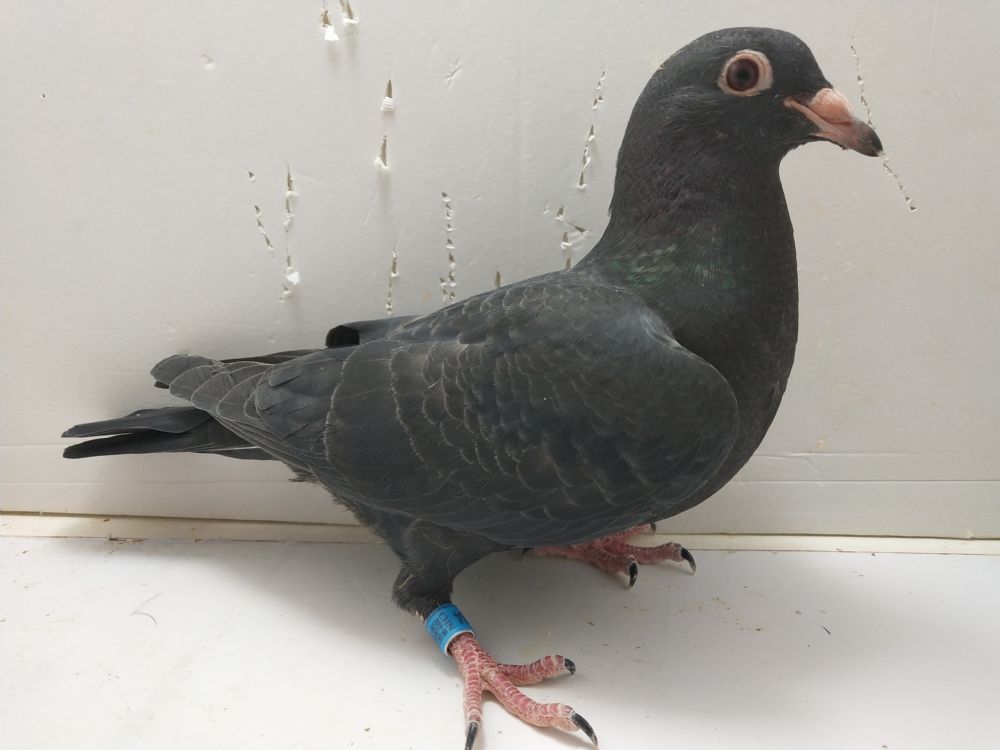 信鸽拍卖首页 拍卖专题 >> 查看拍卖商品 运输及特别提示 3.