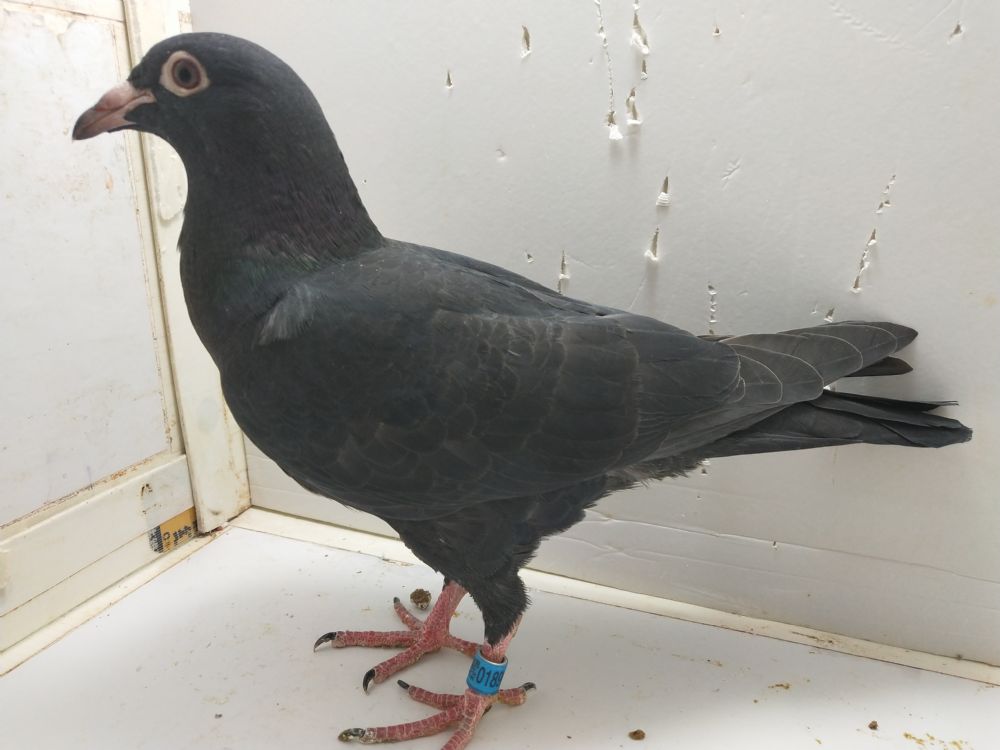 信鸽拍卖首页 拍卖专题 >> 查看拍卖商品 运输及特别提示 3.