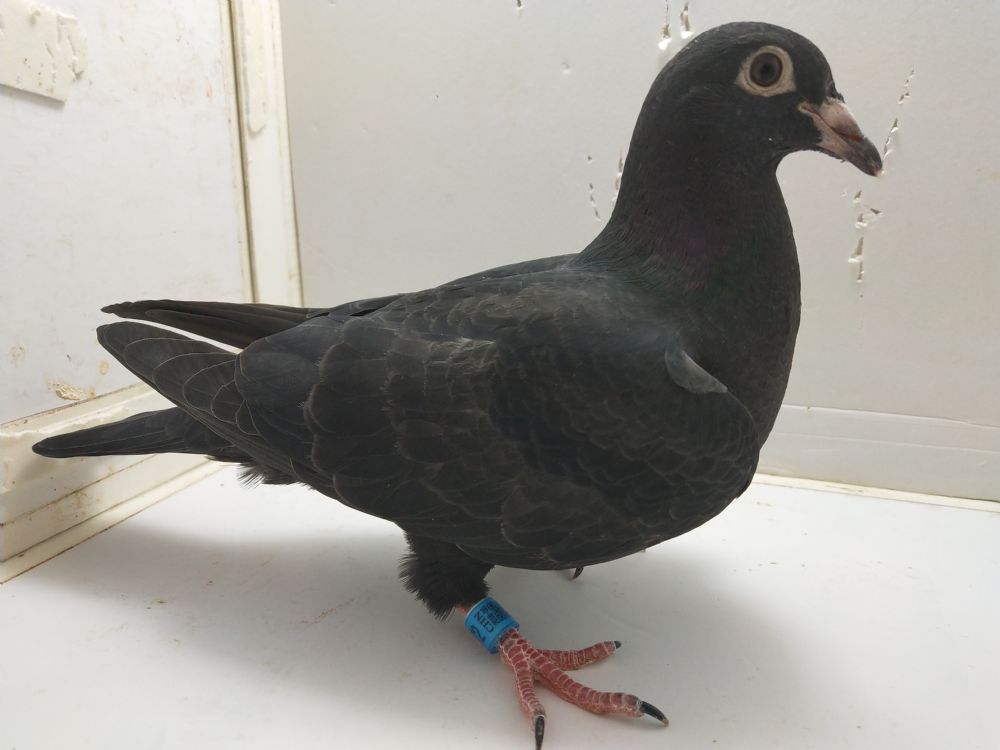 信鸽在线拍卖平台 - 中国信鸽信息网