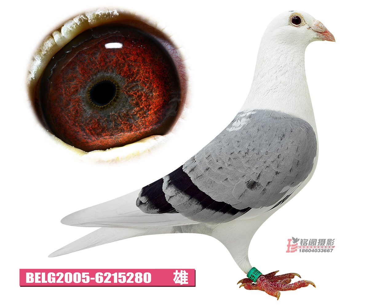 信鸽在线拍卖平台 - 中国信鸽信息网