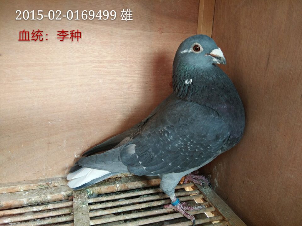 >> 查看拍卖商品