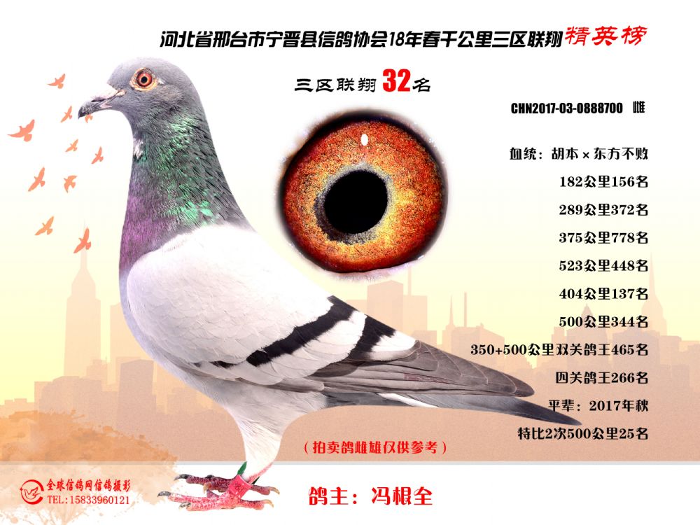 信鸽在线拍卖平台 - 中国信鸽信息网