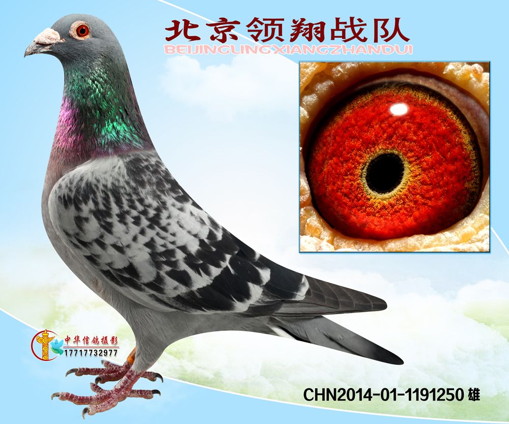 信鸽在线拍卖平台 - 中国信鸽信息网