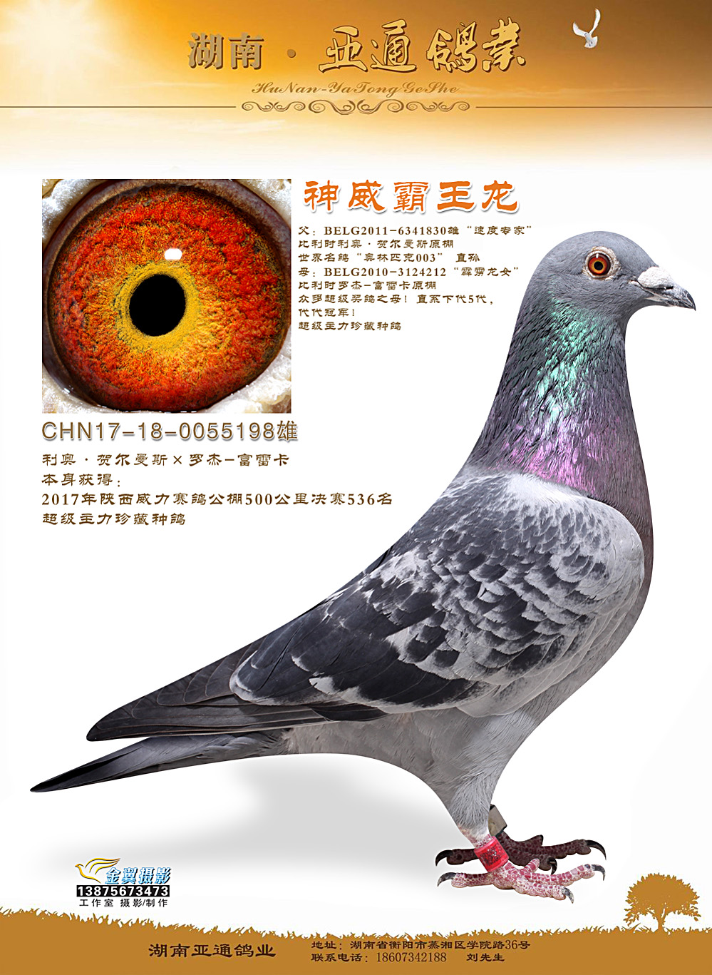 信鸽在线拍卖平台 - 中国信鸽信息网