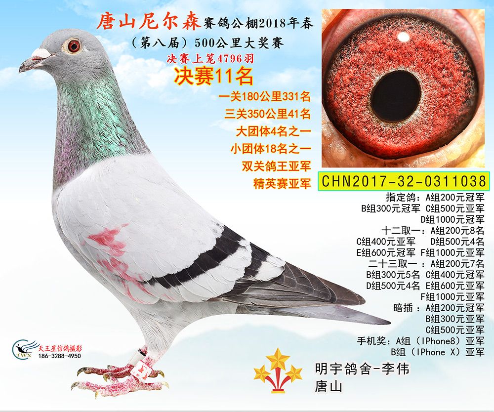 唐山尼尔森18年春决赛获奖鸽1—100名